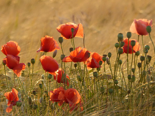 Klatschmohn